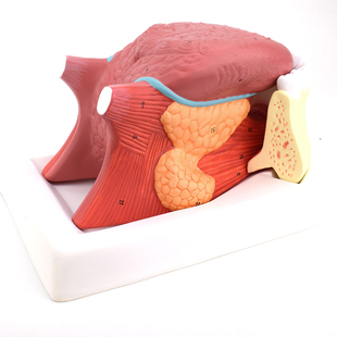 ENOVO颐诺舌附牙放大模型舌苔结构舌头u解剖舌象中医舌象教学舌质