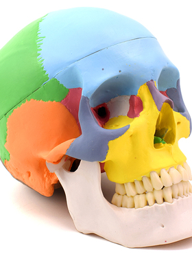 ENOVO颐诺医学人体头骨模型 1:1仿真头颅口腔颌面美容微整头模型脑颅骨面颅骨头颅侧位CST颅骶疗法颅骨上海