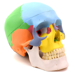 1仿真头颅口腔颌面美容微整头模型脑颅骨面颅骨头颅侧位CST颅骶疗法颅骨上海 ENOVO颐诺医学人体头骨模型
