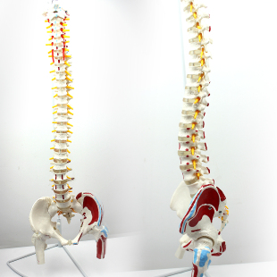 ENOVO颐诺人体脊柱模型脊椎骨盆股骨肌肉起止点脊神经骨骼模型肌肉腰椎骨盆脊柱整骨正骨调理培训教学习教具