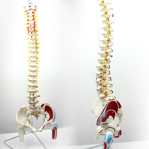 ENOVO颐诺人体脊柱模型股骨肌肉