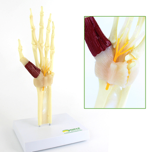 桡腕关节手关节腕关节wristjoint模型骨骼标本 人体腕关节综合征模型 肘关节 正中神经 腕管综合征 ENOVO颐诺