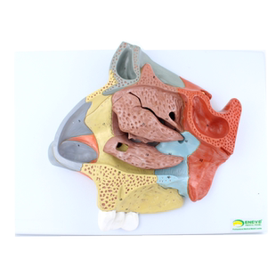 ENOVO颐诺放大版鼻腔模型 鼻腔外侧壁鼻甲解剖鼻腔内窥镜手术教学教具上颌窦内侧壁筛窦鼻道解剖额窦医生学习