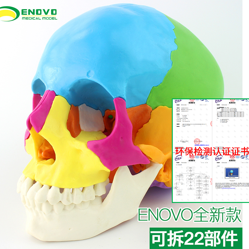 可拆分22部分人体头骨模型