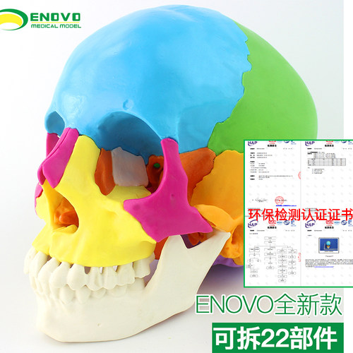可拆分22部分人体头骨模型