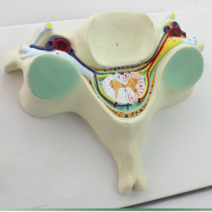 人体第五颈椎脊髓脊神经放大模型颈椎解剖神经脊髓G脊椎体横断面