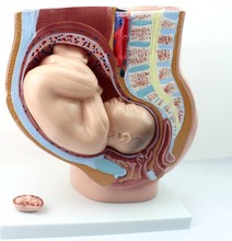 女性盆腔附足月A胎儿模型妊娠发育九个月胎儿子宫生殖模型 普及版