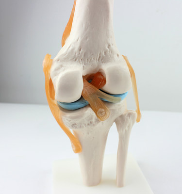 ENOVO颐诺医学人体功能性膝关节