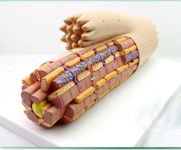 ENOVO颐诺心肌解剖放大模型结构