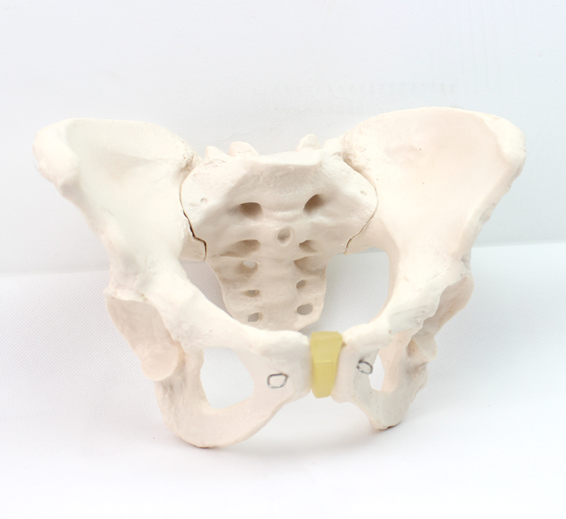 ENOVO颐诺标准女性骨盆模型 妇科骨盆测量检查模型人体骨骼标本模型妇产科教学分娩示教骨盆模型教具医院标本