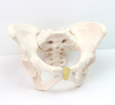 妇科骨盆测量检查模型人体骨骼标本模型妇产科教学分娩示教骨盆模型教具医院标本 ENOVO颐诺标准女性骨盆模型