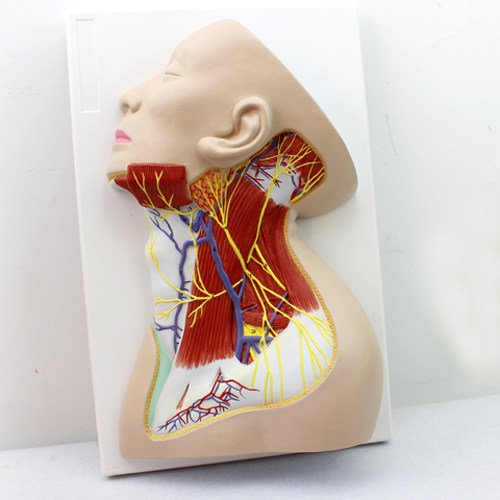 颐诺人体颈部局部解剖模型 颈部浅表肌肉神经血管麻醉教学 颈部解剖