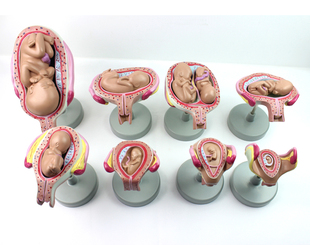 ENOVO颐诺 生殖健康 产后恢复妇产科教学母婴家政保姆培训教学教具 人妊娠组织胚胎发育胎儿形成过程模型