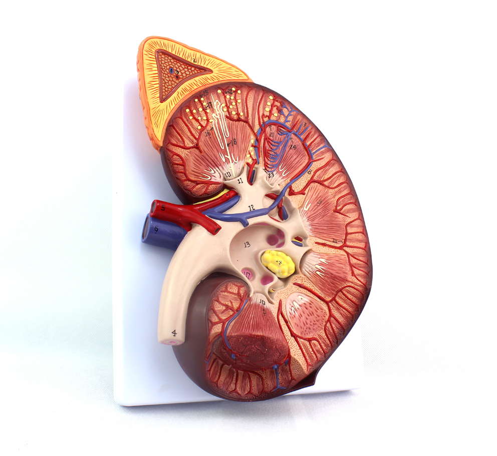 肾上腺模型 肾结构生殖泌尿内外男科生殖健康普外科内科泌尿科教学