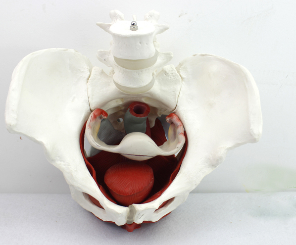 ENOVO颐诺女性骨盆肌群模型