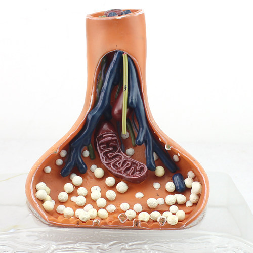 颐诺模型人体系统神经元教具