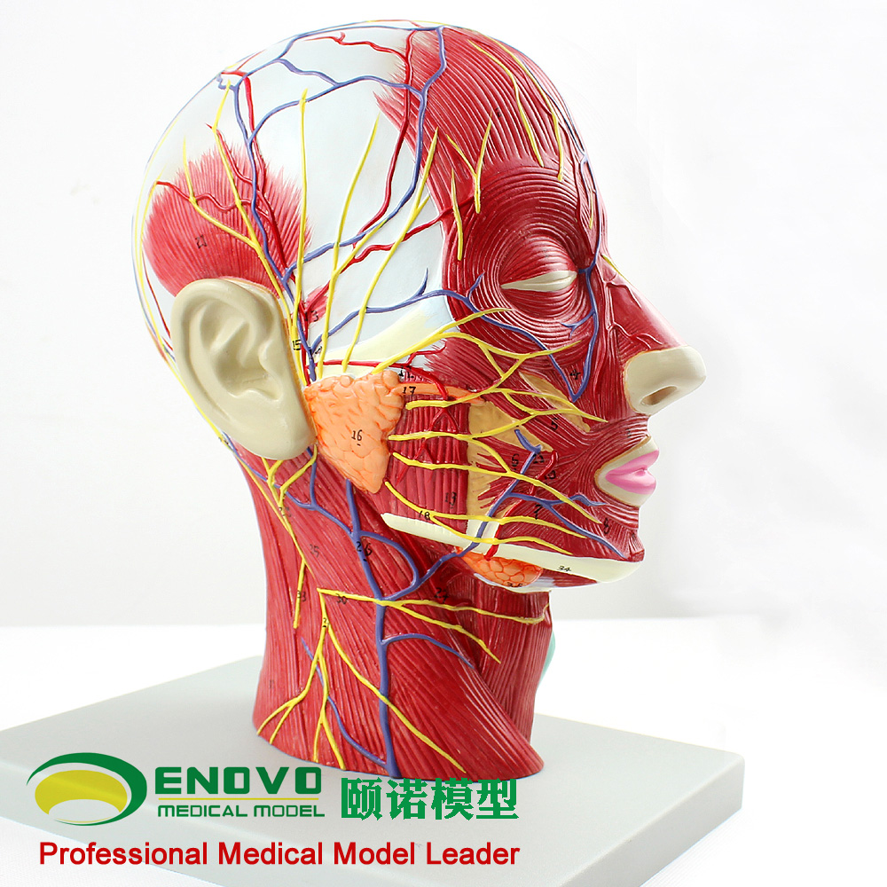 ENOVO颐诺头面部血管神经教具