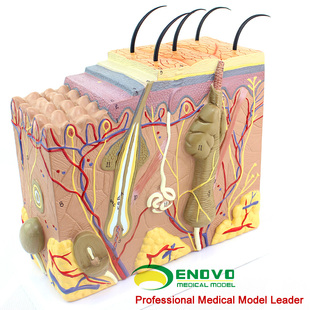 人体皮肤组织结构解剖模型美容微整教学展示演示模型美妆用皮肤结构毛囊青少年皮肤健康管理 ENOVO颐诺放大版