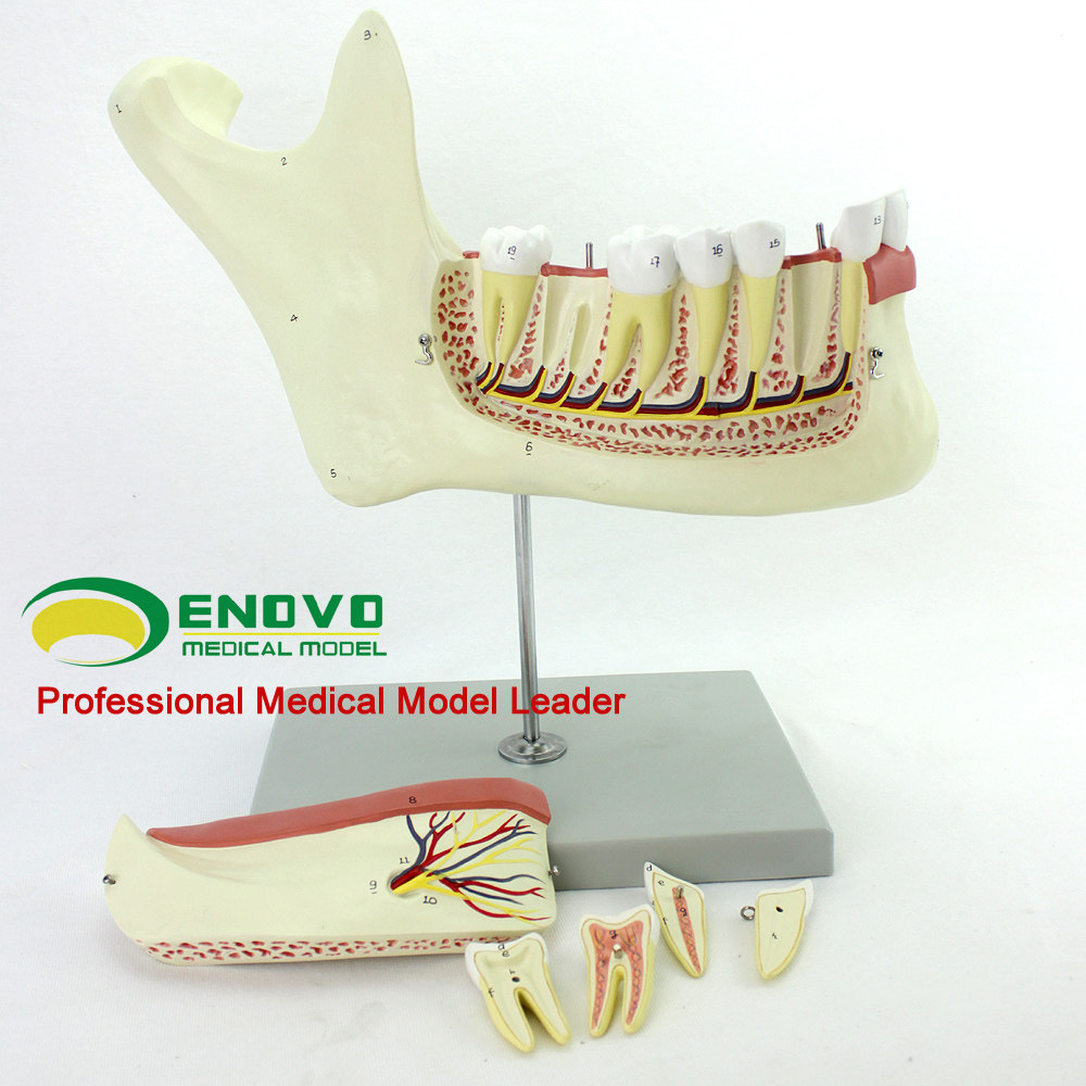 后槽牙磨牙解剖结构下颌骨上海牙齿教学标本