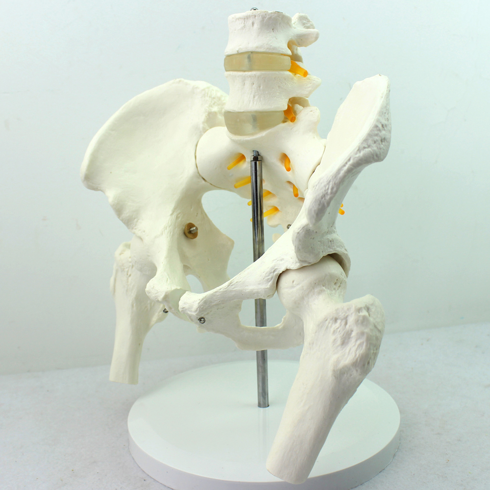 ENOVO颐诺医学人体骨盆腰椎