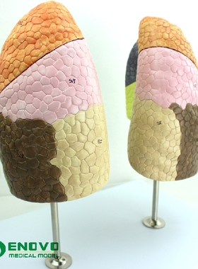 ENOVO颐诺医学人体肺段肺解剖模型 呼吸系统左右肺胸外科呼吸科教具肺分段分叶胸外科胸透CT教学全科医生上海