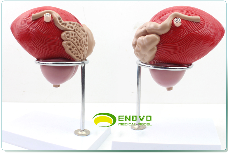 ENOVO颐诺医学人体膀胱模型