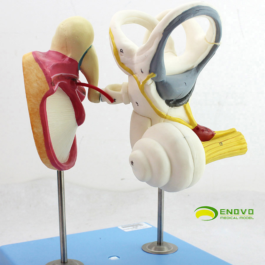 enovo颐诺人体内耳迷路听小骨鼓膜耳蜗模型骨迷路膜迷路听觉传导听力