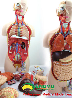 ENOVO颐诺医学85CM人体器官系统解剖模型躯干内脏解剖医学教学体解剖结构标本全科AI医疗研究创新模型学习