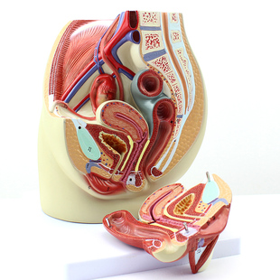 人体生殖泌尿系统子宫妇科医学模型骨盆模型盆底肌教学计划生育女性内外器官构造 ENOVO颐诺女性盆腔解剖模型