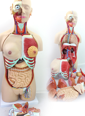 ENOVO颐诺85CM人体器官系统解剖模型医学躯干内脏模型胸外科解剖结构教学脏腑器官中医健康生命科学上海标本