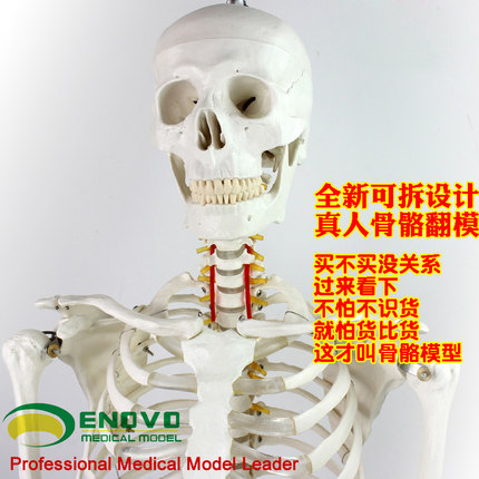 ENOVO颐诺170cm人体骨骼模型骨架标本美术医学艺用可拆卸骨架健身运动整骨中医馆全科骨科机器人医生教学仿生