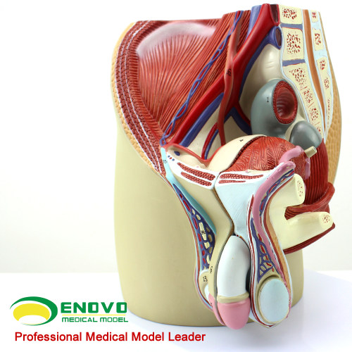 enovo颐诺男性生殖剖结构模型