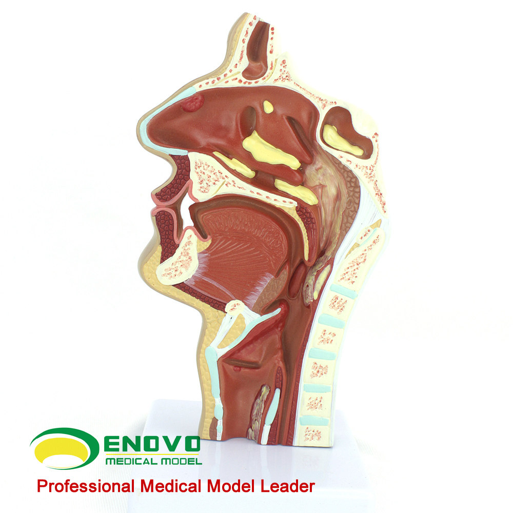 enovo颐诺人体鼻腔模型 医学鼻腔病解剖结构模型耳鼻喉科呼吸科 五官