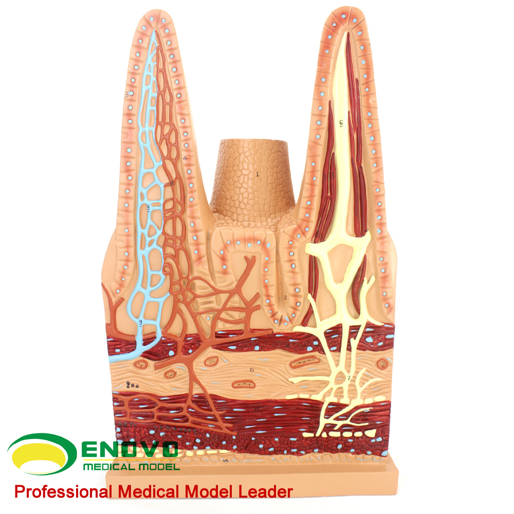 ENOVO/颐诺小肠绒毛人体生物教学