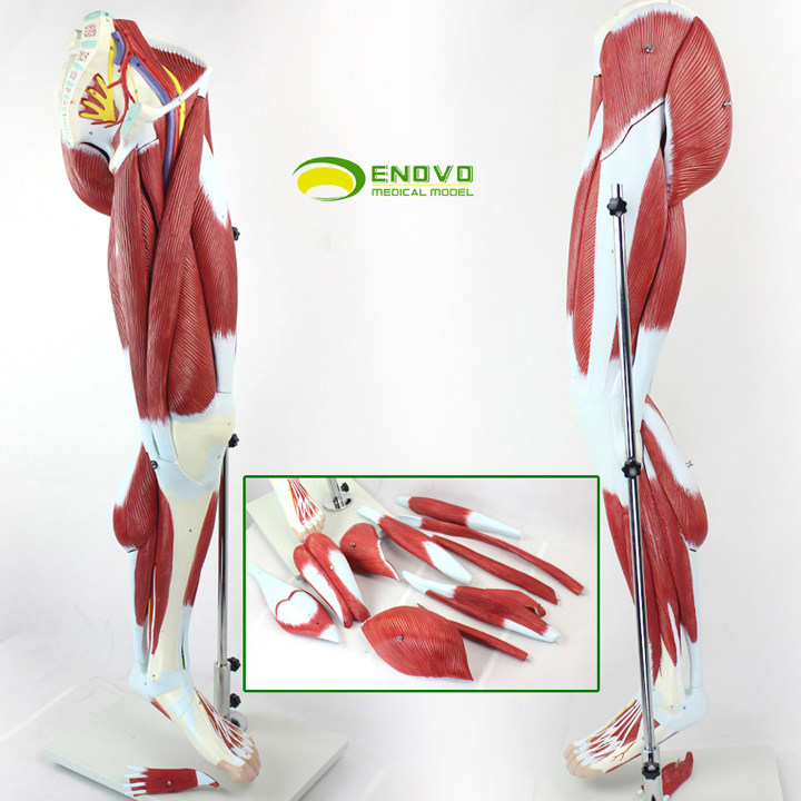 enovo颐诺人体下肢肌肉血管神经模型腿部运动系统医学肌肉解剖动静脉
