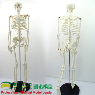 素描人体骨架医学解剖学习教具 ENOVO颐诺美术艺用医学85CM人体骨骼模型骨骼骨架教学模型中小学人体骨骼模型