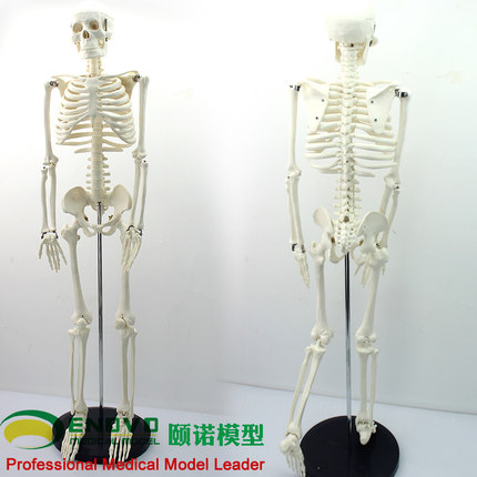 ENOVO颐诺美术艺用医学85CM人体骨骼模型骨骼骨架教学模型中小学人体骨骼模型 素描人体骨架医学解剖学习教具