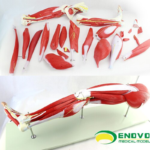 ENOVO/颐诺下肢肌肉血管神经模型