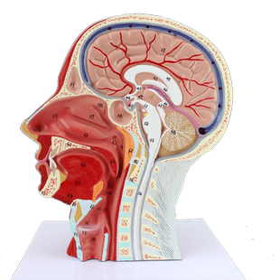 ENOVO颐诺医学人体头颈面部血管神经大脑模型声乐教学声带发声神经血管美容整形外科口腔颌耳鼻喉医学标本