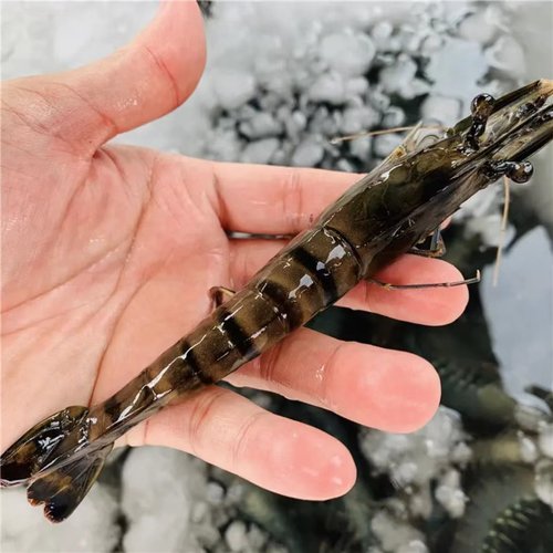 【姐夫】东山岛活冻黑虎虾500g/盒5060规格国产黑虎虾速冻