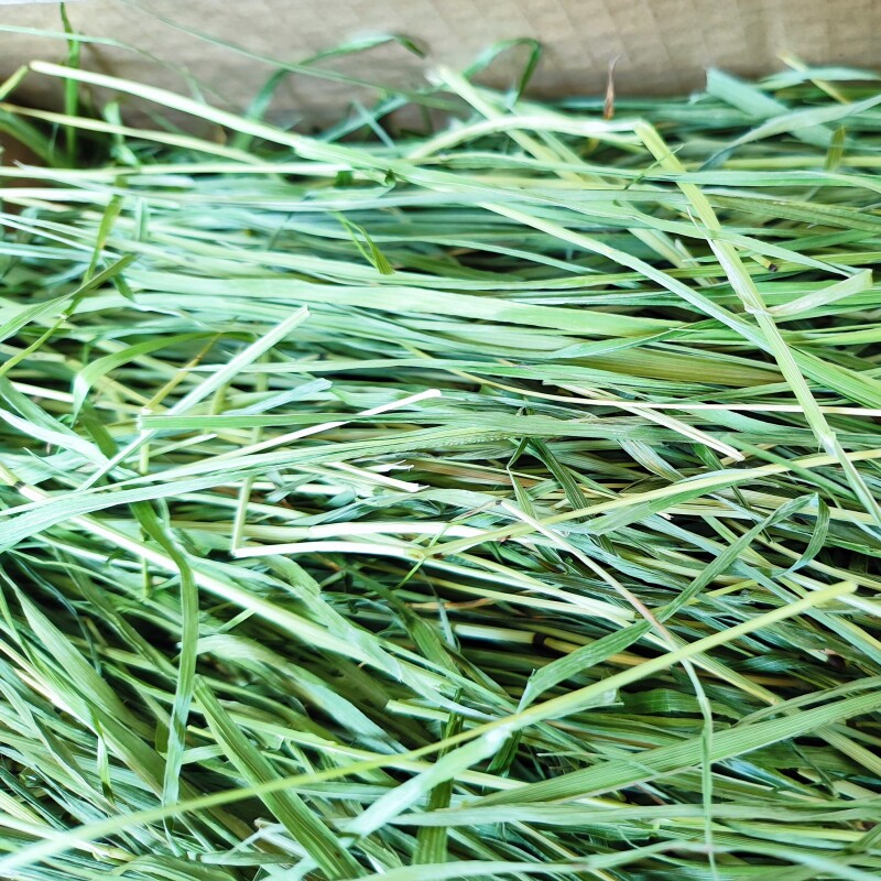 特级烘干5a头茬提摩西草 龙猫兔子提草豚鼠荷兰猪北提 兔兔烘干草