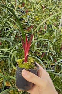 正宗红草红荷 兰花苗 四季建兰 网红兰花 室内趣味花卉绿植盆栽