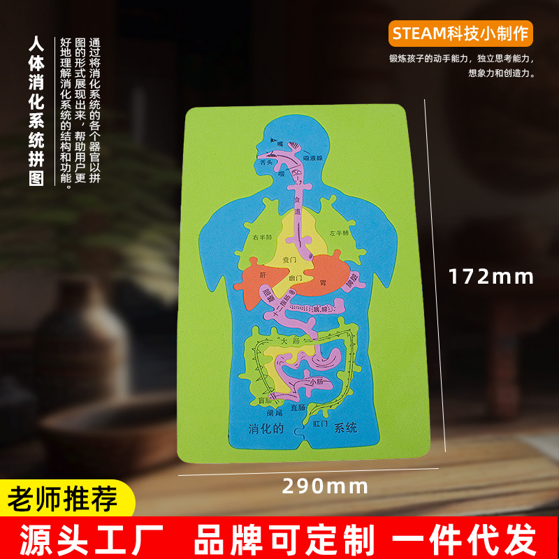 人体消化系统科技小制作发明手工