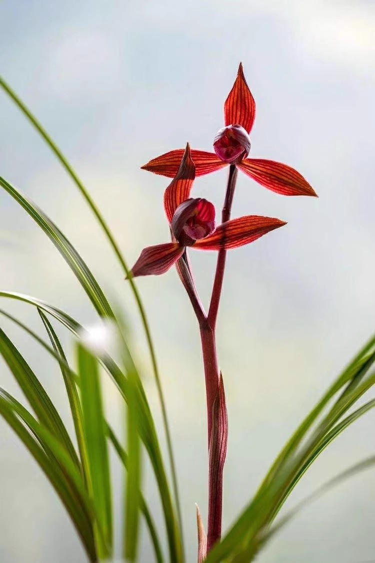 当年开花 兰花苗阳台花卉绿植盆栽浓香兰花春兰 仙红素 自然养殖