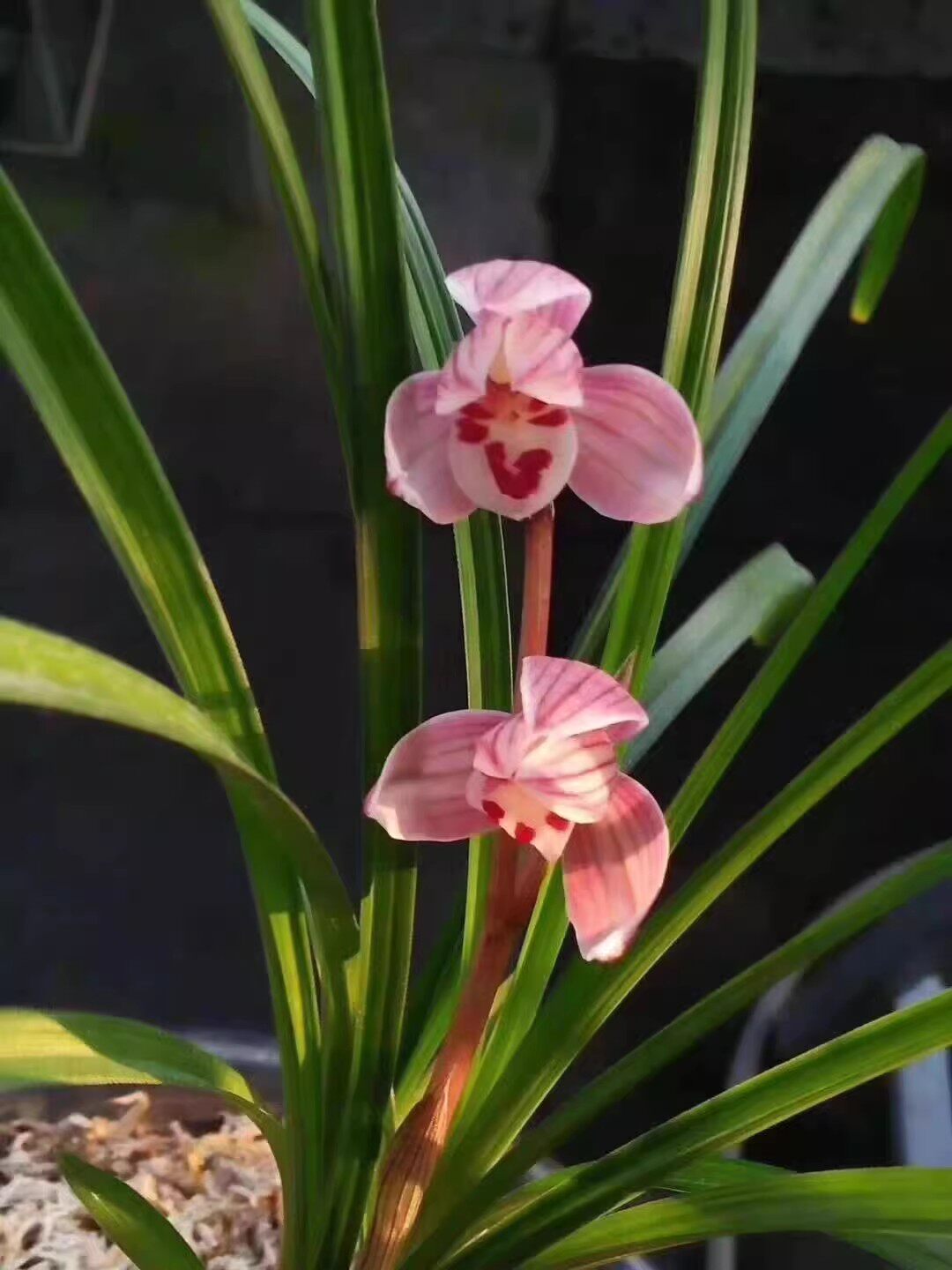 包邮 当年开花兰花苗莲瓣兰 盛世红荷 阳台花卉兰花盆栽自然种植