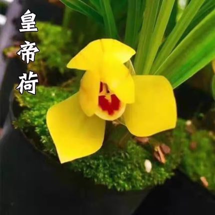 当年开花兰花苗阳台花卉绿植盆栽浓香春兰 皇帝荷 自然养殖