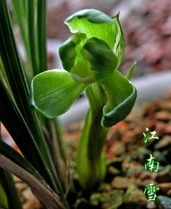 当年开花 兰花苗盆栽 春兰江南雪 阳台庭院绿植花卉兰花 自然种植