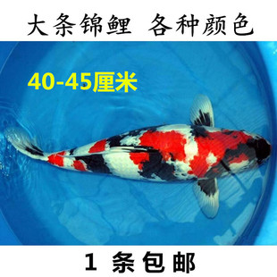 大型观赏鱼锦鲤鱼活体日本纯种锦鲤大正三色昭和秋翠龙凤冷水包活