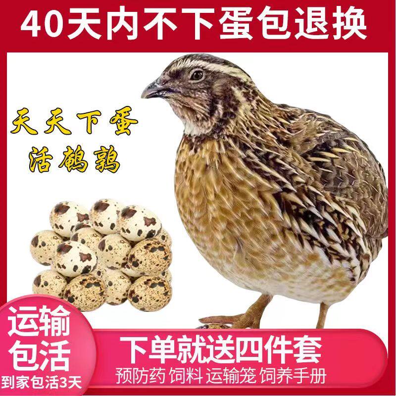 鹌鹑活苗天天下蛋青年鹌鹑黄羽沙鸟