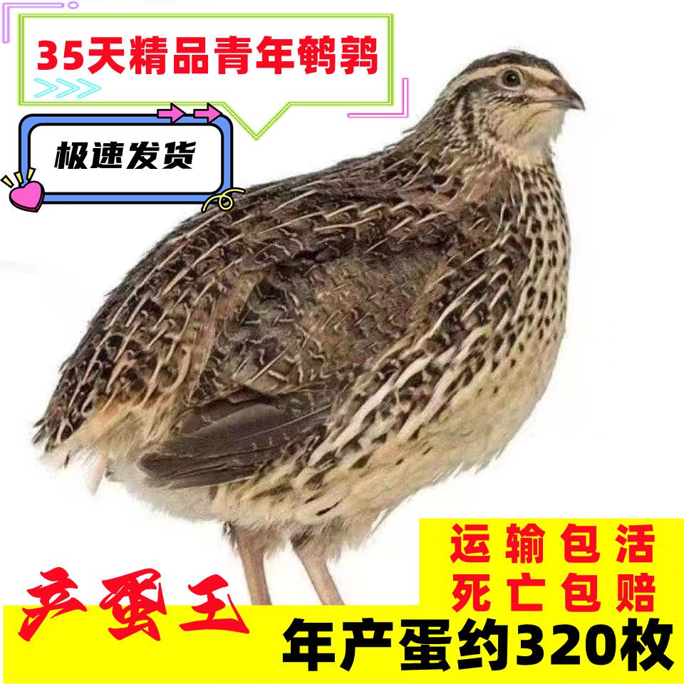 鹌鹑活苗天天下蛋黄羽沙维青年鹌鸟